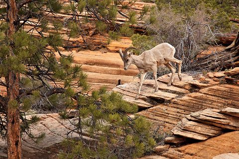 Desert Bighorn Sheep (Ovis canadensis nelsoni). Zion National Park - April 9, 2009.