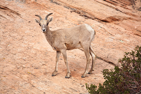 Desert Bighorn Sheep (Ovis canadensis nelsoni). Zion National Park - April 9, 2009.