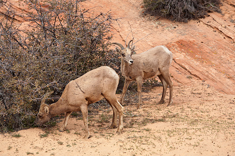 Desert Bighorn Sheep (Ovis canadensis nelsoni). Zion National Park - April 9, 2009.