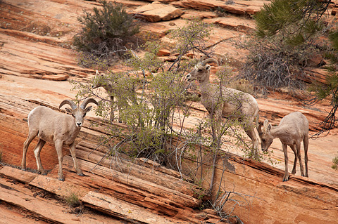 Desert Bighorn Sheep (Ovis canadensis nelsoni). Zion National Park - April 9, 2009.