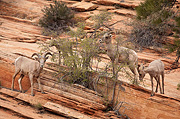 Desert Bighorn Sheep (Ovis canadensis nelsoni) - Zion National Park