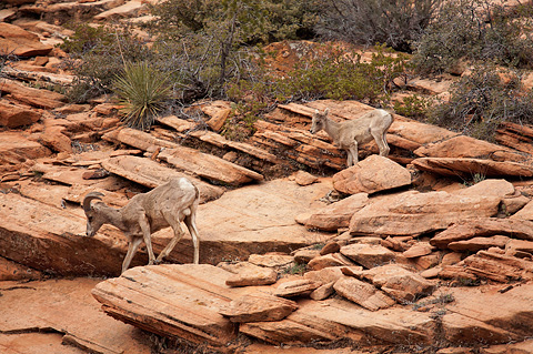 Desert Bighorn Sheep (Ovis canadensis nelsoni). Zion National Park - April 9, 2009.