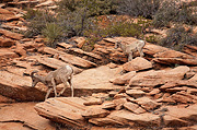 Desert Bighorn Sheep (Ovis canadensis nelsoni) - Zion National Park