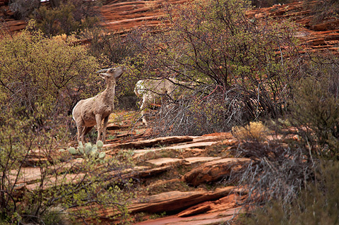 Desert Bighorn Sheep (Ovis canadensis nelsoni). Zion National Park - April 11, 2009.