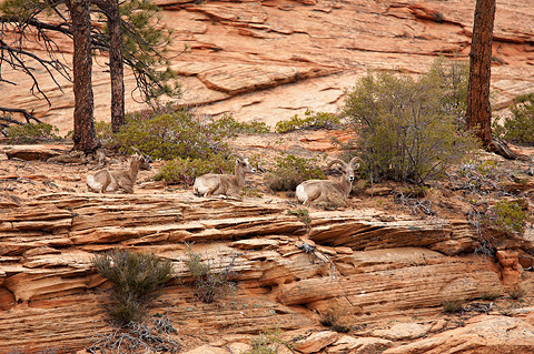 Desert Bighorn Sheep (Ovis canadensis nelsoni). Zion National Park - April 11, 2009.