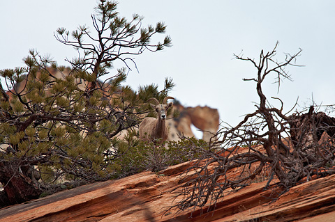 Desert Bighorn Sheep (Ovis canadensis nelsoni). Zion National Park - April 11, 2009.