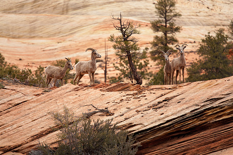 Desert Bighorn Sheep (Ovis canadensis nelsoni). Zion National Park - April 11, 2009.