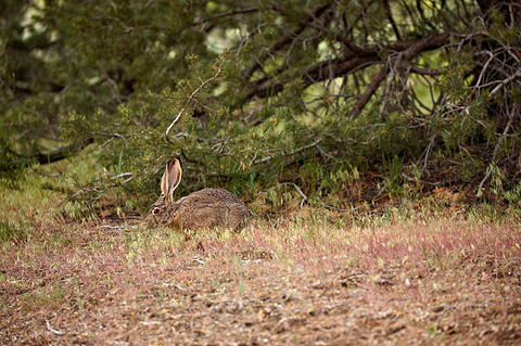 Black-tailed Jackrabbit (Lepus californicus). Zion National Park - May 22, 2009.