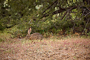 Black-tailed Jackrabbit (Lepus californicus) - Zion National Park