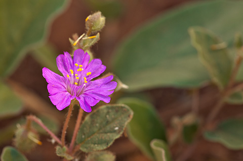 Trailing Windmills (Allionia incarnata). Zion National Park - September 18, 2010.