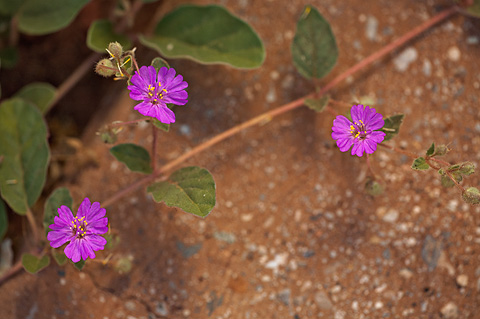 Trailing Windmills (Allionia incarnata). Zion National Park - September 18, 2010.