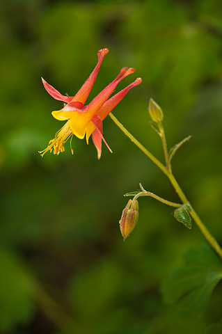 Western Columbine (Aquilegia formosa). Zion National Park - June 6, 2009.