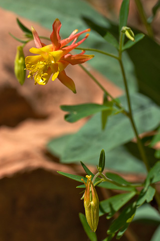 Western Columbine (Aquilegia formosa). Zion National Park - May 28, 2005.