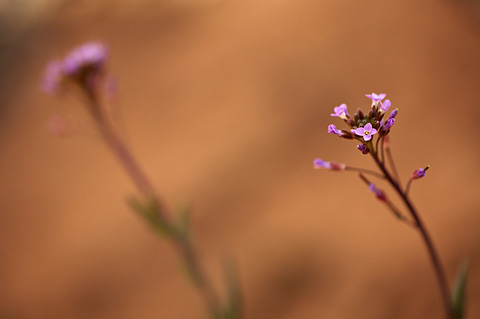 Perennial Rockcress (Arabis perennans). Zion National Park - April 9, 2009.