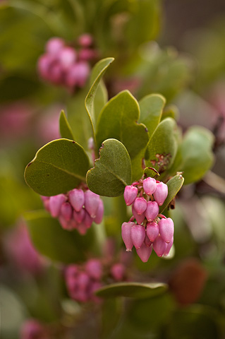 Mexican Manzanita (Arctostaphylos pungens). Zion National Park - April 3, 2010.
