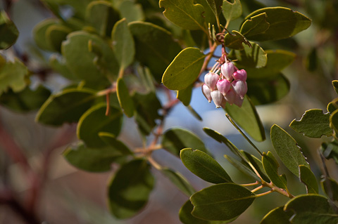 Mexican Manzanita (Arctostaphylos pungens). Zion National Park - March 27, 2005.