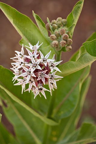 Showy Milkweed (Asclepias speciosa). Zion National Park - July 5, 2010.