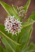 Showy Milkweed (Asclepias speciosa) - Zion National Park