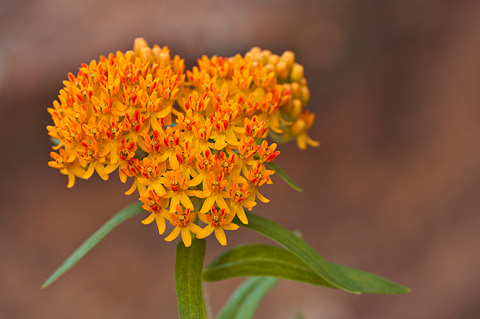 Butterfly Milkweed (Asclepias tuberosa). Zion National Park - June 6, 2009.