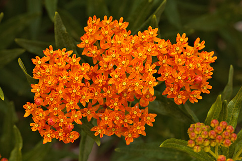 Butterfly Milkweed (Asclepias tuberosa). Zion National Park - June 6, 2009.