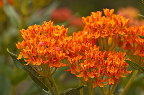 Butterfly Milkweed (Asclepias tuberosa). Zion National Park - June 6, 2009.