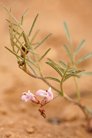 Painted Milkvetch (Astragalus ceramicus). Zion National Park - May 16, 2010.
