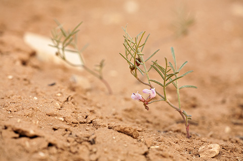 Painted Milkvetch (Astragalus ceramicus). Zion National Park - May 16, 2010.