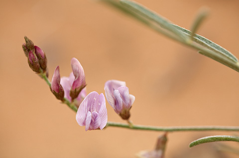 Painted Milkvetch (Astragalus ceramicus). Zion National Park - May 17, 2010.