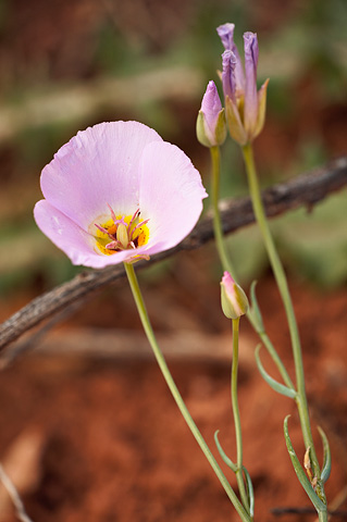 Winding Mariposa Lily (Calochortus flexuosus). Zion National Park - May 3, 2009.