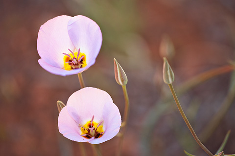 Winding Mariposa Lily (Calochortus flexuosus). Zion National Park - May 3, 2009.