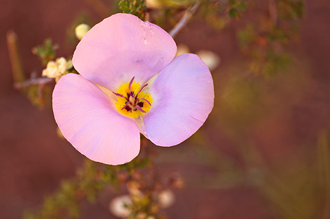 Winding Mariposa Lily (Calochortus flexuosus). Zion National Park - May 3, 2009.