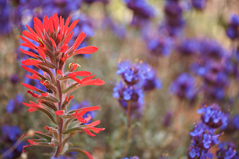 Northwestern Paintbrush (Castilleja angustifolia). Zion National Park - April 25, 2008.