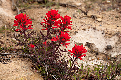Northwestern Paintbrush (Castilleja angustifolia). Zion National Park - April 2, 2010.