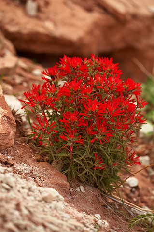 Northwestern Paintbrush (Castilleja angustifolia). Zion National Park - April 17, 2010.
