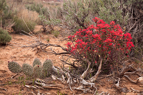 Northwestern Paintbrush (Castilleja angustifolia). Zion National Park - April 10, 2009.