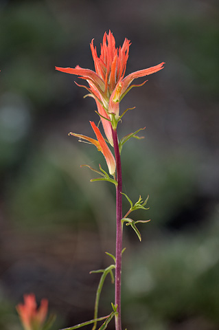 Wyoming Paintbrush (Castilleja linariifolia). Zion National Park - July 3, 2010.