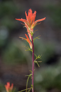 Wyoming Paintbrush (Castilleja linariifolia) - Zion National Park