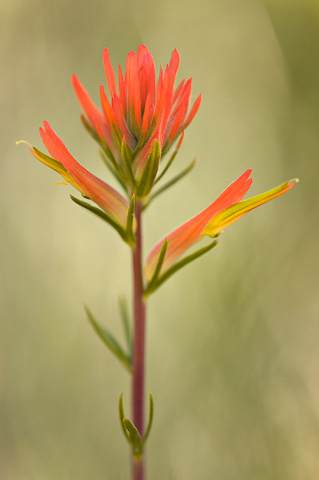 Wyoming Paintbrush (Castilleja linariifolia). Zion National Park - May 28, 2007.