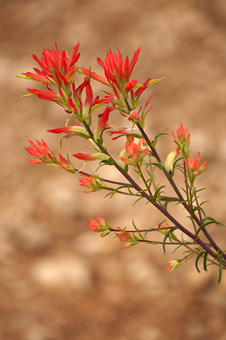 Wyoming Paintbrush (Castilleja linariifolia). Zion National Park - July 24, 2010.