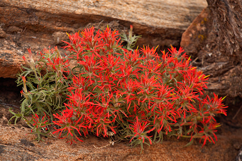 Zion Paintbrush (Castilleja scabrida). Zion National Park - April 6, 2007.