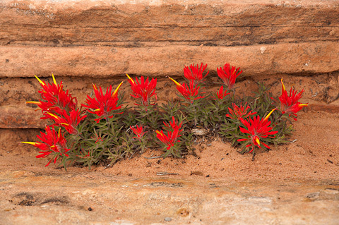 Zion Paintbrush (Castilleja scabrida). Zion National Park - April 6, 2007.