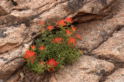Zion Paintbrush (Castilleja scabrida). Zion National Park - May 14 2006.