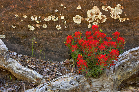 Zion Paintbrush (Castilleja scabrida). Zion National Park - May 13, 2005.