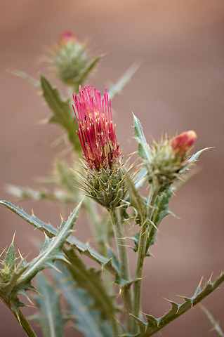 Arizona Thistle (Cirsium arizonicum). Zion National Park - May 24, 2009.