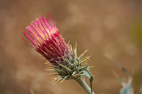 Arizona Thistle (Cirsium arizonicum). Zion National Park - May 29, 2010.