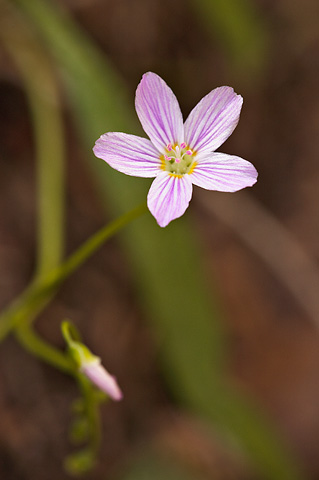 Lanceleaf Springbeauty (Claytonia lanceolata). Zion National Park - May 2, 2010.