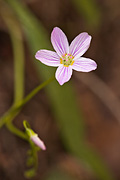 Lanceleaf Springbeauty (Claytonia lanceolata) - Zion National Park