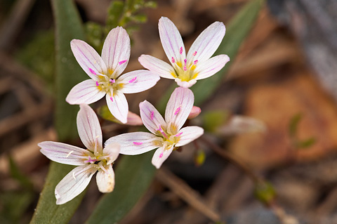 Lanceleaf Springbeauty (Claytonia lanceolata). Zion National Park - May 15, 2010.