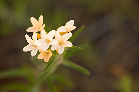 Grand Collomia (Collomia grandiflora). Zion National Park - July 5, 2010.