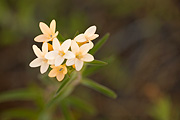 Grand Collomia (Collomia grandiflora) - Zion National Park